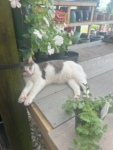 Image of a grey and white cat sleeping on a wooden table surrounded by flowers.